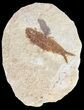 Detailed, Knightia Fossil Fish - Wyoming #53883-1